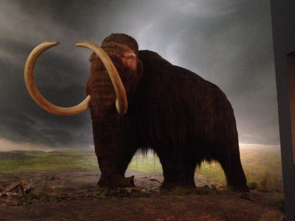 Image of a Woolly Mammoth