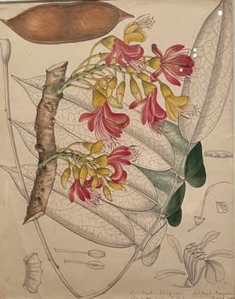 Illustration of a plant named "Australian chestnut", there are red and yellow petals drooping from a branch with a plain background.